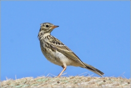 <p>LINDUŠKA LUČNÍ (Anthus pratensis) /Meadow pipit - Wiesenpieper/</p>